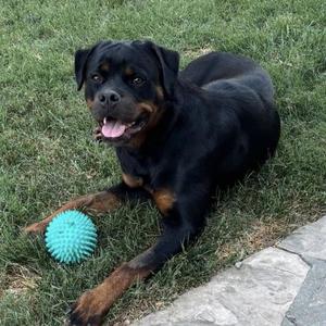 Cypress - Adopted!, Rottweiler, adult, available for adoption