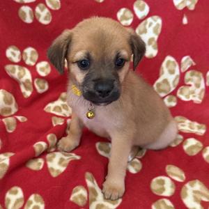 Lego Pup - Skipper - Adopted!, Chihuahua / Terrier, puppy, available for adoption