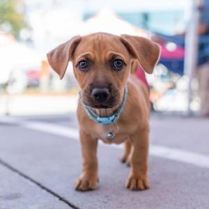 Lego Pup - Robo, Chihuahua / Terrier, puppy, available for adoption