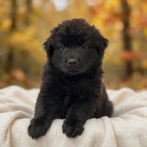 Book Pup - Amelia Bedelia, Labrador Retriever / Newfoundland Dog, puppy, available for adoption