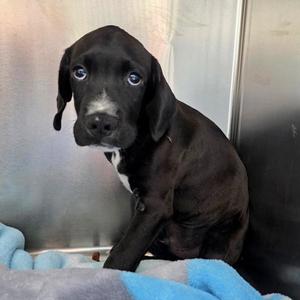 Clark Kent, Labrador Retriever / Terrier, young, available for adoption