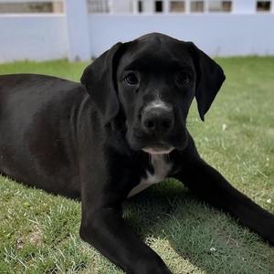 Clark Kent, Labrador Retriever / Terrier, young, available for adoption