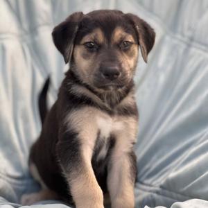 Chess Pup - Rook, Wirehaired Fox Terrier / Shepherd, puppy, available for adoption