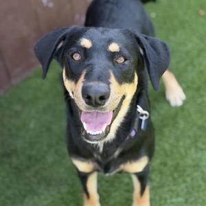 A black and tan dog with floppy ears and a pink tongue is looking up at the camera with a happy expression. The dog is standing on green artificial grass.