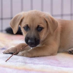 Lego Pup - Dino, Chihuahua / Terrier, puppy, available for adoption