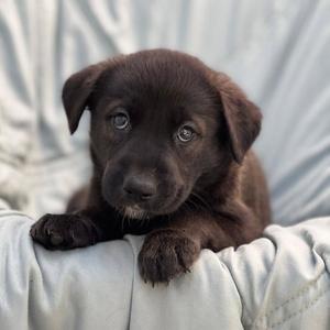 Chess Pup - Gambit, Wirehaired Fox Terrier / Shepherd, puppy, available for adoption
