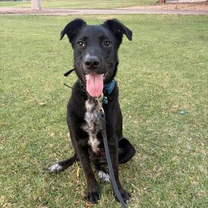 A black dog with a white chest patch sitting on grass, wearing a blue collar and leash, with its tongue out.