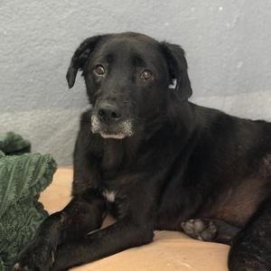 Glory - (Medical), Labrador Retriever, adult, available for adoption