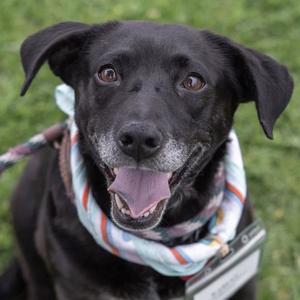 Karley, Labrador Retriever / Shepherd, adult, available for adoption