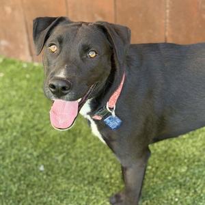Cora, Labrador Retriever / Shepherd, young, available for adoption