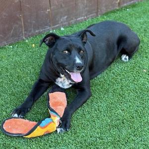 Fiesta, Terrier, adult, available for adoption