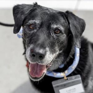 Carver, Labrador Retriever, senior, available for adoption