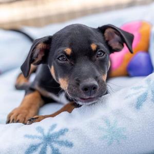 Glad, Spaniel / Chihuahua, puppy, available for adoption