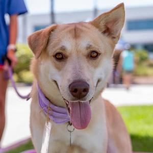 Kinsley, Labrador Retriever / Shepherd, adult, available for adoption