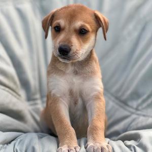 A small brown and white puppy sitting on a gray blanket.