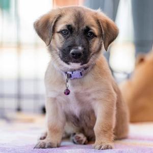 Lego Pup - Technic, Chihuahua / Terrier, puppy, available for adoption