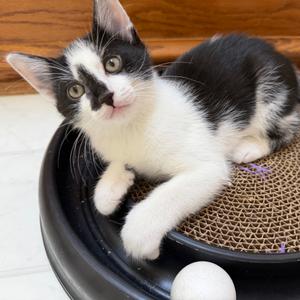 Everglades, kitten, available for adoption