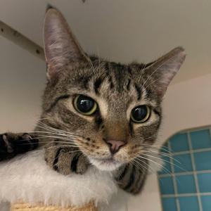 Franki, adult, available for adoption