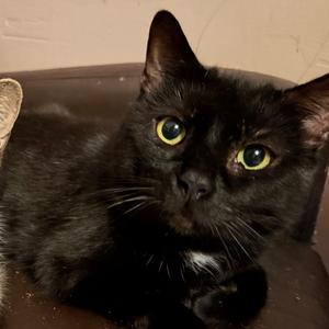Cheeks, adult, available for adoption