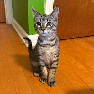 Dazzler, young, available for adoption