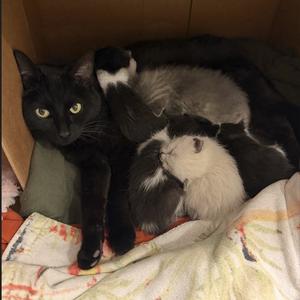 Cuyahoga Valley, adult, available for adoption