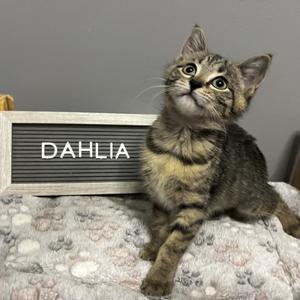 A tabby kitten named Dahlia sitting on a blanket with a sign behind it