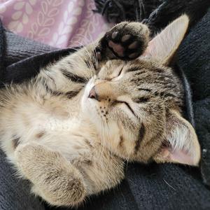 Eurydice, kitten, available for adoption
