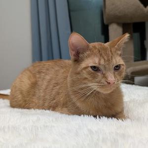 Confidential File, adult, available for adoption
