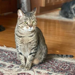 Hank the Tank, adult, available for adoption