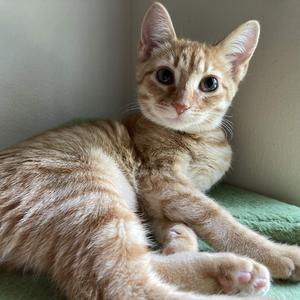 A ginger cat with large, expressive eyes is lying on a green surface, looking directly at the camera.