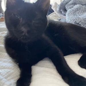 Gia, adult, available for adoption