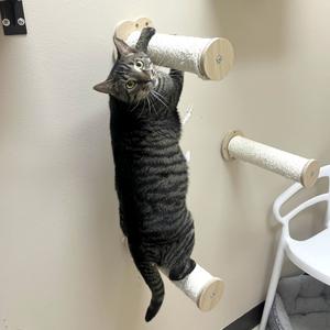 A cat climbing on a cat tree