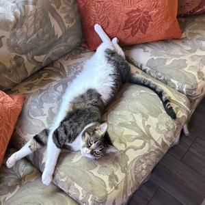 Cleo, adult, available for adoption