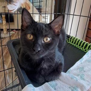 Ebony, kitten, available for adoption