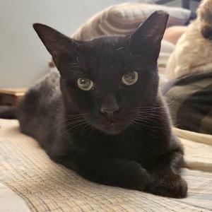 Hazel, adult, available for adoption