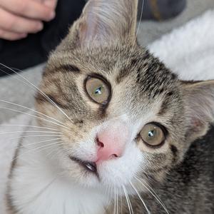 Close-up of a tabby cat with green eyes looking up