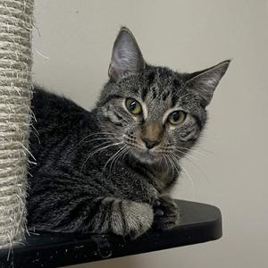 A gray tabby cat with green eyes is lying on a black surface, looking directly at the camera. The cat has a striped pattern on its fur and is positioned next to a scratching post.