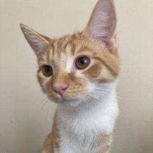a close-up of a ginger and white cat with large eyes