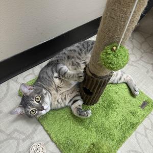 Honey, adult, available for adoption