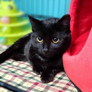 Brunhilda, adult, available for adoption