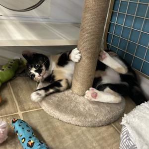 Aubrey, adult, available for adoption