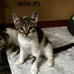 Grits, young, available for adoption