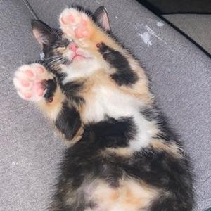 A calico cat lying on its back with its paws up, showing its belly and pink pads.