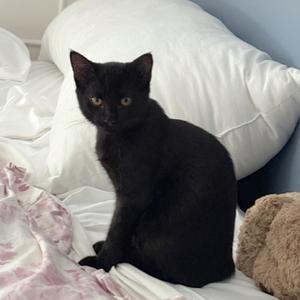 Bear, kitten, available for adoption