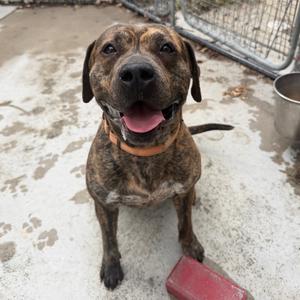 Chip, Mixed Breed (Medium), adult, available for adoption