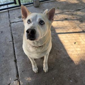 A light-colored dog with blue eyes sitting on a concrete surface, looking up at the camera.