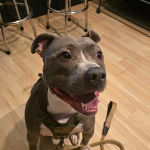 Governor AKA Gunner, Terrier, Pit Bull, adult, available for adoption