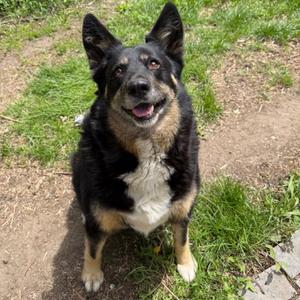 Penelope, Collie, Border, adult, available for adoption