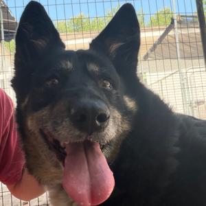 Penelope, Collie, Border, adult, available for adoption