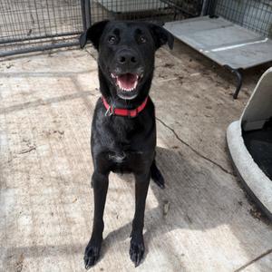 Atlas, Shepherd, Dutch, adult, available for adoption
